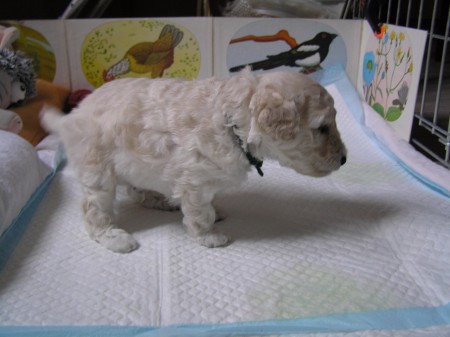 ...už zesílely nožičky...